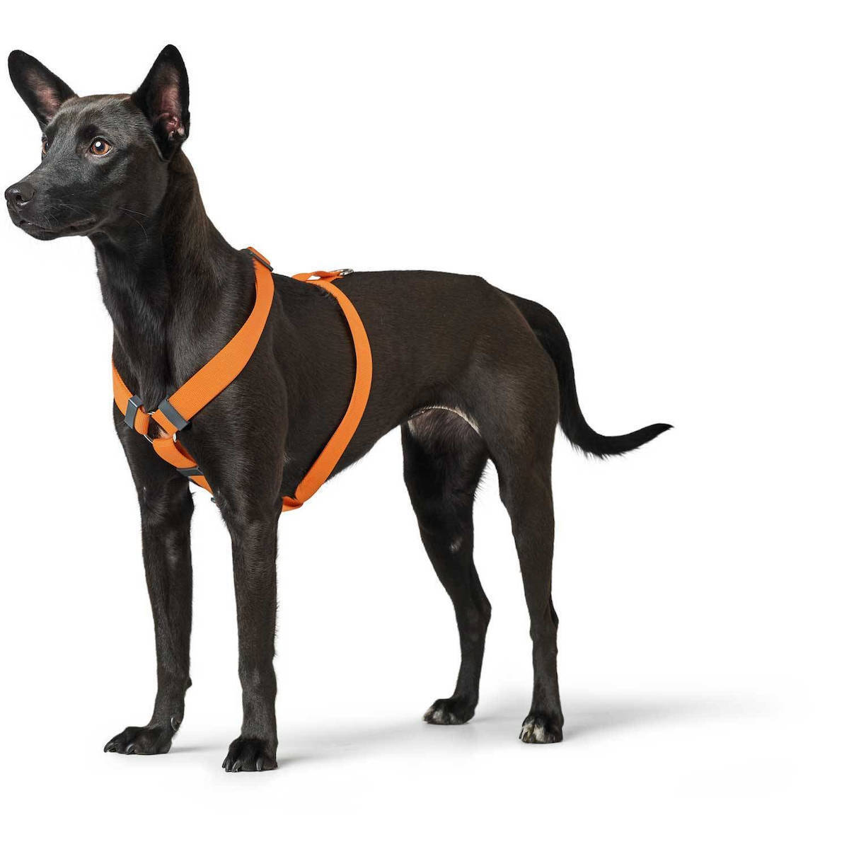Harness London VR 22-36/XXS (Polyester, orange)